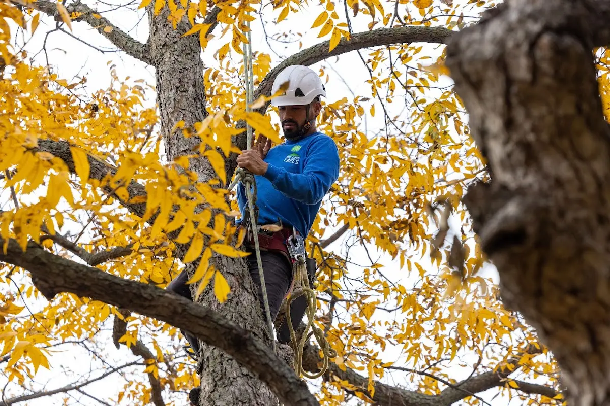 Skilled Tree Pruning crew working in Osakis